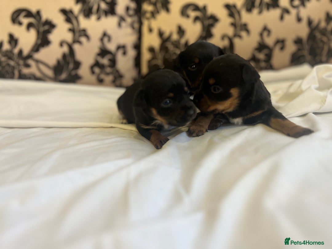Jack Russell dogs for sale: Miniature Jack Russell puppies 🐶  - Advert 13