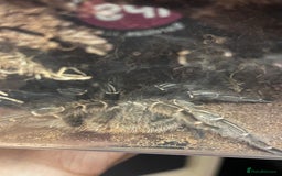 Tarantulas invertebrates for sale: Zebra knee tarantula for sale or trade  - Image 2