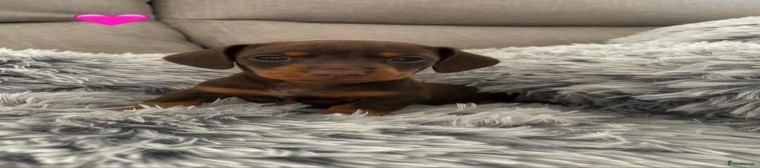 Miniature Dachshund Puppy 1