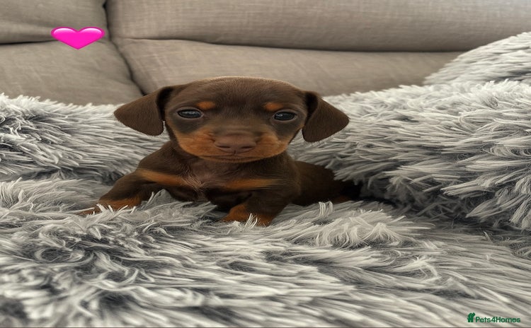 Miniature Dachshund dogs - Advert 1