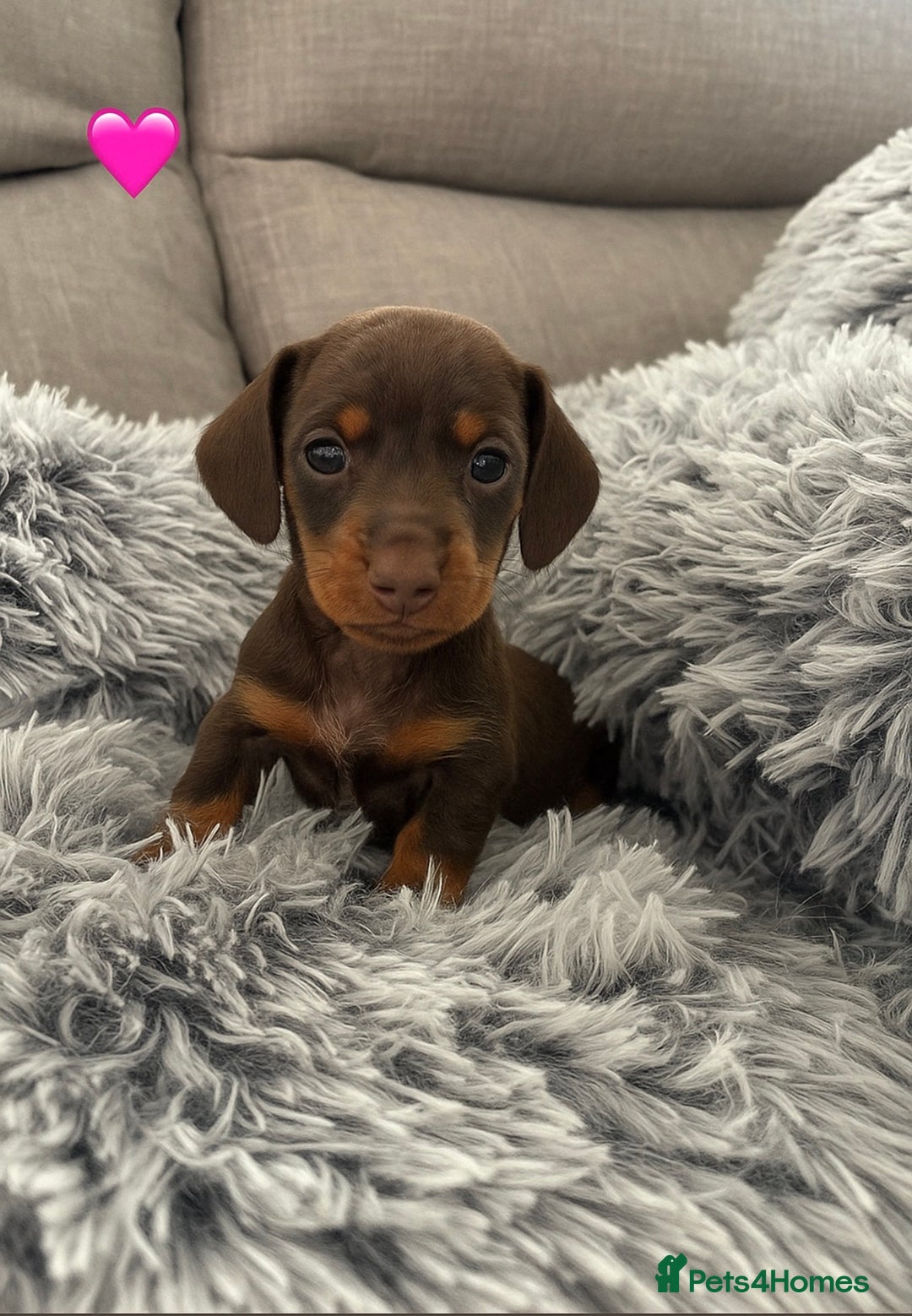 Miniature Dachshund dogs for sale: Miniature Dachshund puppies - Image 9