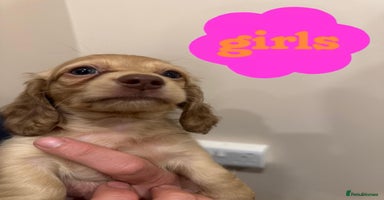 Miniature Dachshund dogs - Advert 13