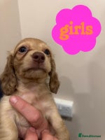 Miniature Dachshund dogs - Advert 2