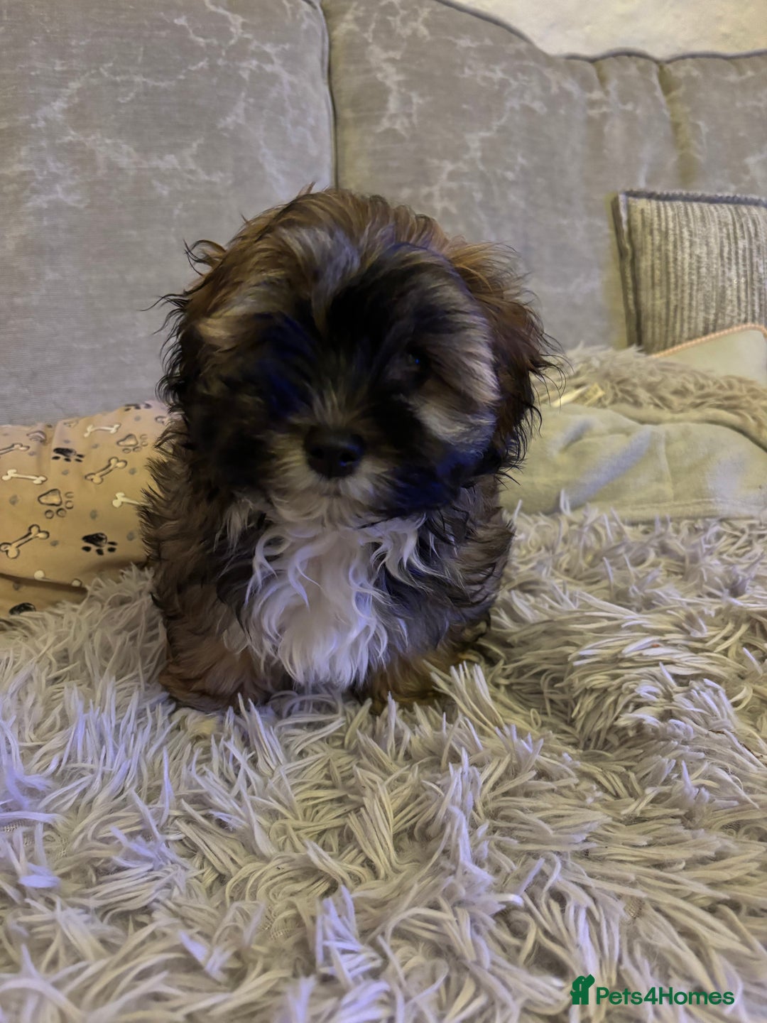 Havanese dogs for sale: KC registered gorgeous male havanese puppy  - Advert 7