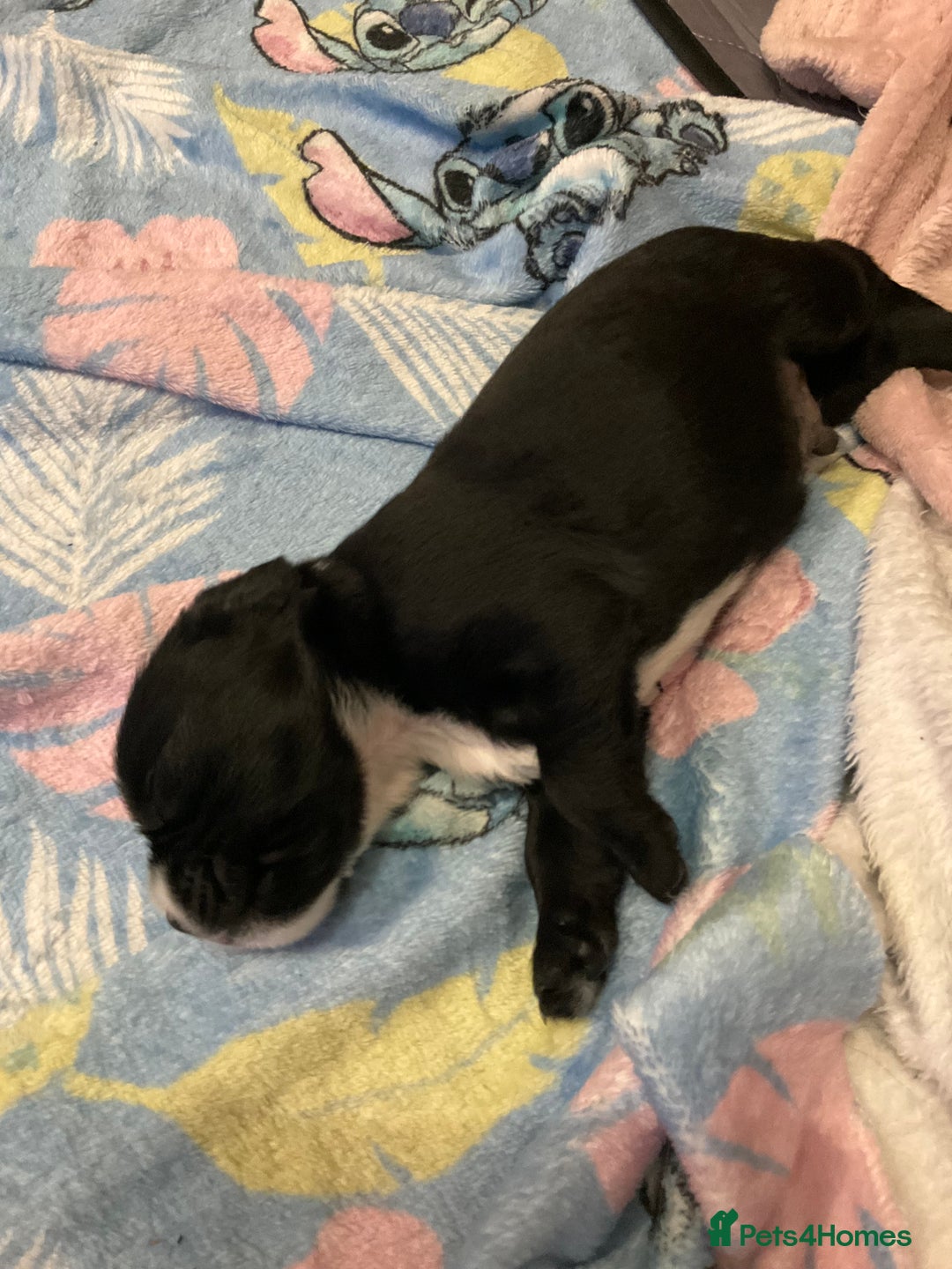 Mixed Breed dogs for sale: Gorgeous Pugapoos ready to leave 07/10/25 - Image 6