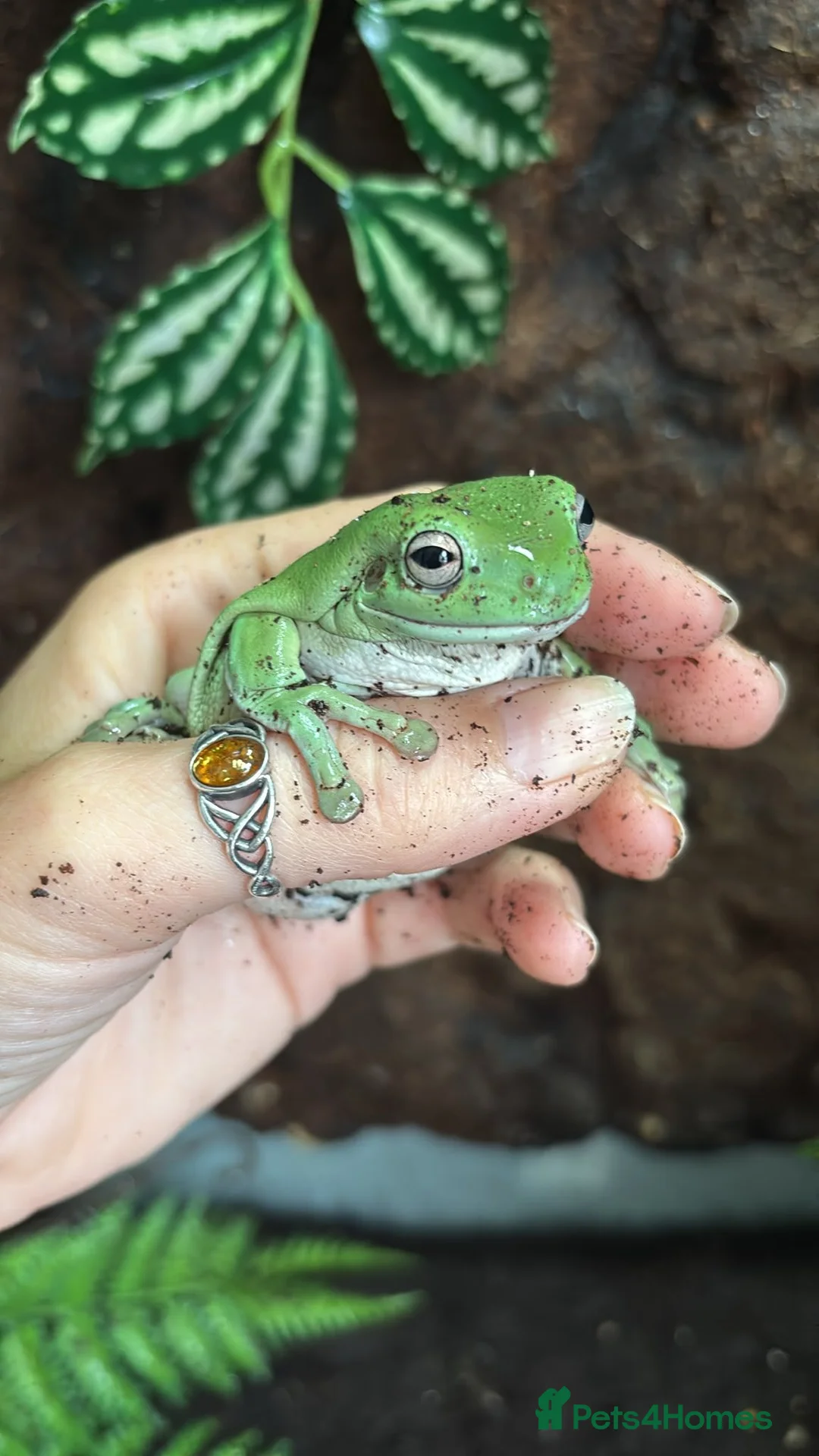 Frog reptiles for sale: Whites tree frogs x6 with terrarium  - Advert 7