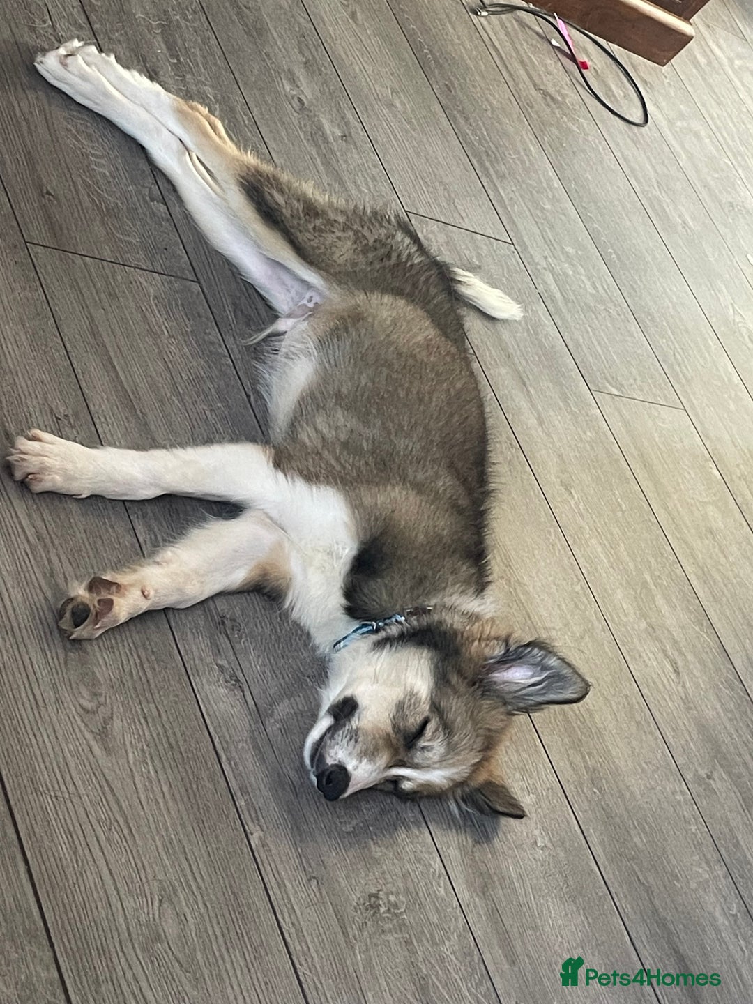 Border Collie dogs for sale: Brown and white border collie  - Advert 1