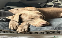 Labrador Retriever dogs for sale: Beautiful silver Labrador  - Image 1