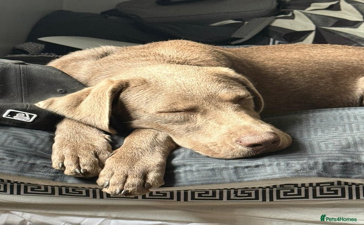 Labrador Retriever dogs - Advert 1