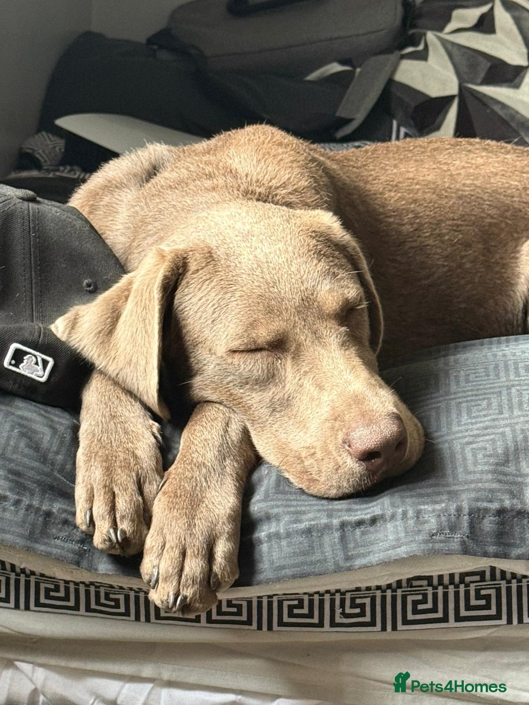 Labrador Retriever dogs for sale: Beautiful silver Labrador  - Image 1