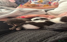 Mixed Breed cats for sale: Kittens  - Image 16