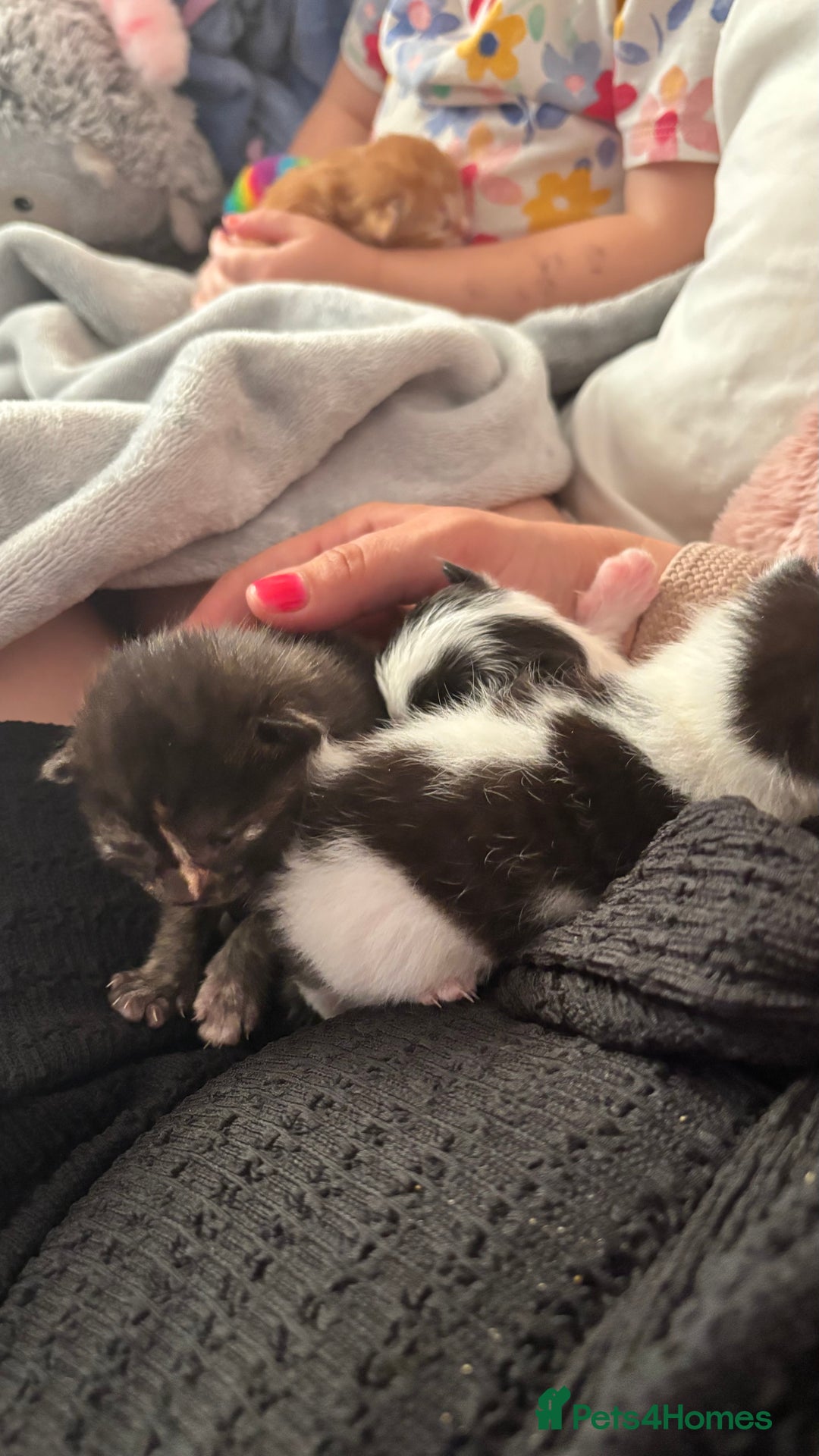 Mixed Breed cats for sale: Kittens  - Image 16