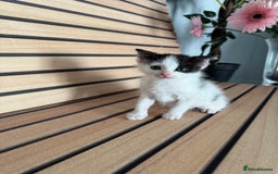Mixed Breed cats for sale: kitten - Image 1