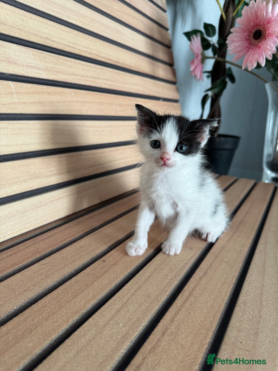 Mixed Breed cats for sale: kitten - Image 1