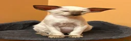 Oriental cats for sale: Stunning GCCF Oriental Caramel Tortie Female - Advert 5