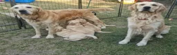 Golden Retriever dogs for stud: RKC Kensesqui Karamel Sutra - Advert 15