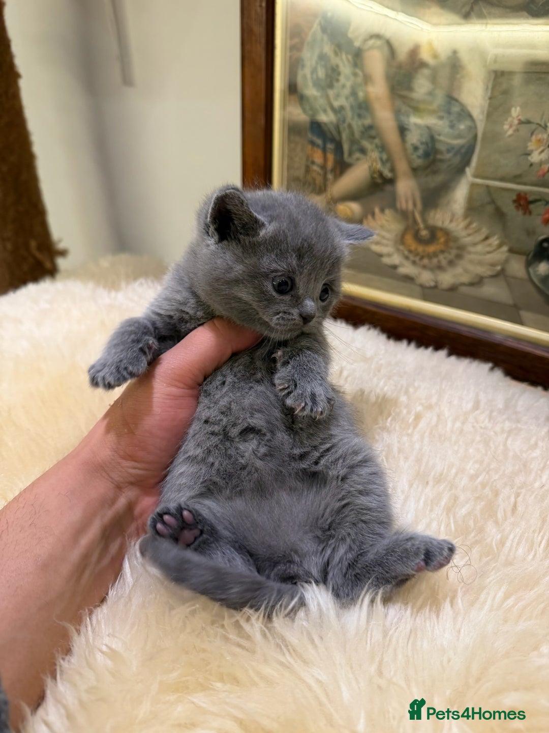 British Shorthair cats for sale: TICA registered purebreed BritishShorthair Kittens - Advert 11