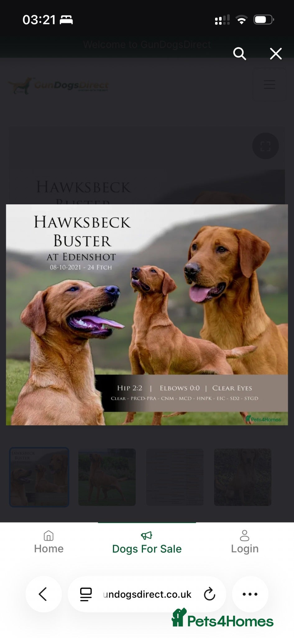 Labrador Retriever dogs Fiorella Fantastica's Fox Red Puppies - Advert 2