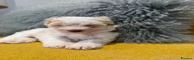 Schnoodle 3