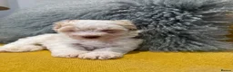 Schnoodle dogs for sale: Beautiful Schnoodle puppies  - Advert 22