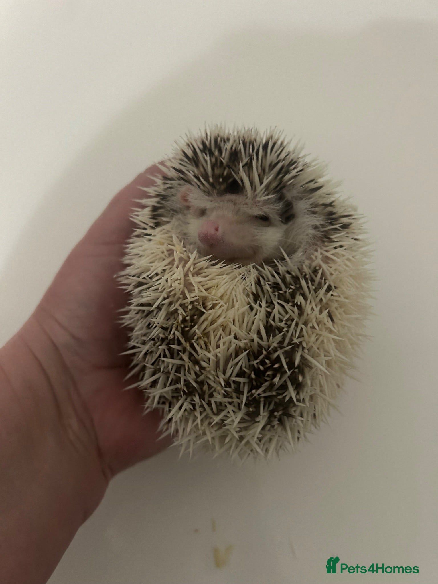 Pygmy Hedgehog rodents One little girl left - Advert 2