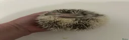 Pygmy Hedgehog rodents for sale: One little girl left - Advert 1