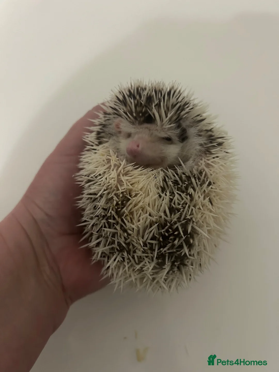Pygmy Hedgehog rodents for sale: One little girl left - Advert 1