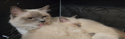 Ragdoll cats for sale: Ragdoll kitten Bluepoint beautiful  - Advert 2