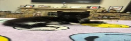 Mixed Breed cats for sale: 2 Gorgeous Ragdoll Cross Kittens  - Advert 2