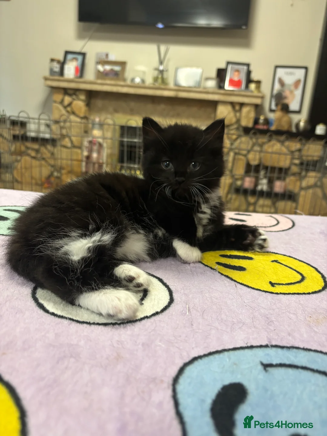 Mixed Breed cats for sale: 2 Gorgeous Ragdoll Cross Kittens  - Advert 2