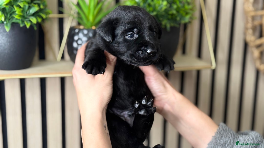 Labrador Retriever dogs for sale: Labrador puppies   - Advert 13