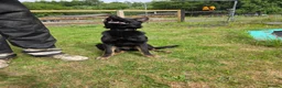 German Shepherd dogs for sale: Elite DDR / Czech Working Line GSD Pups in Ashton-under-Lyne - Advert 7