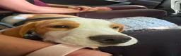 Beagle dogs for sale: Boy Lemon Pedegree Beagle - 5 months - Advert 6