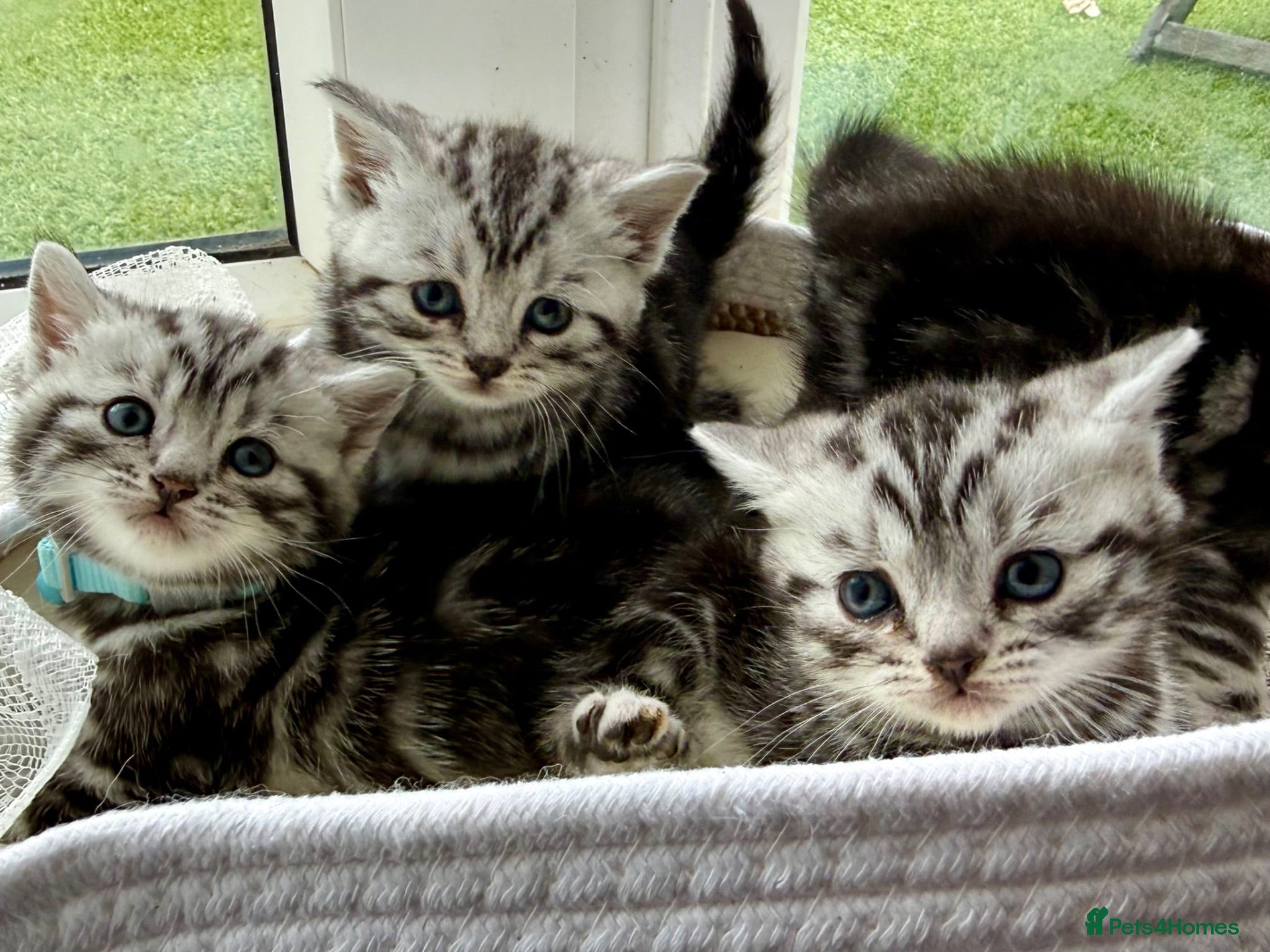British Shorthair cats GCCF Rare Show Quality BSH Silver Tabby Kittens  - Advert 2