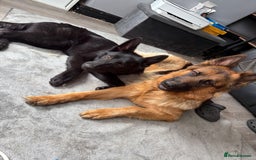 German Shepherd dogs for sale: Black female GSD 7month  - Image 1