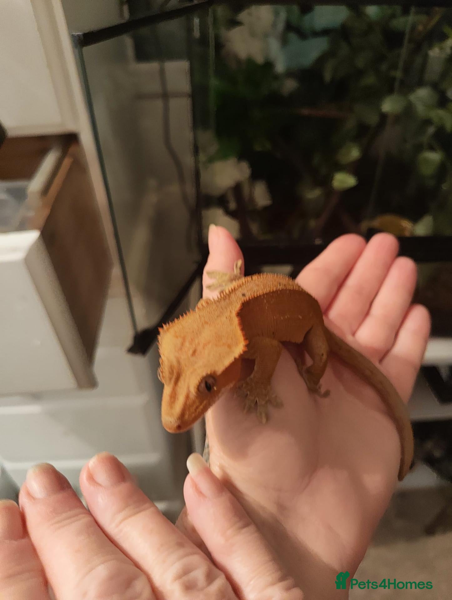Gecko reptiles Male crested gecko Dalmatian gene - Advert 10