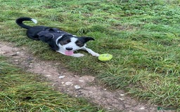 Border Collie dogs for sale: Sad rehome due to change in circumstances  - Image 7