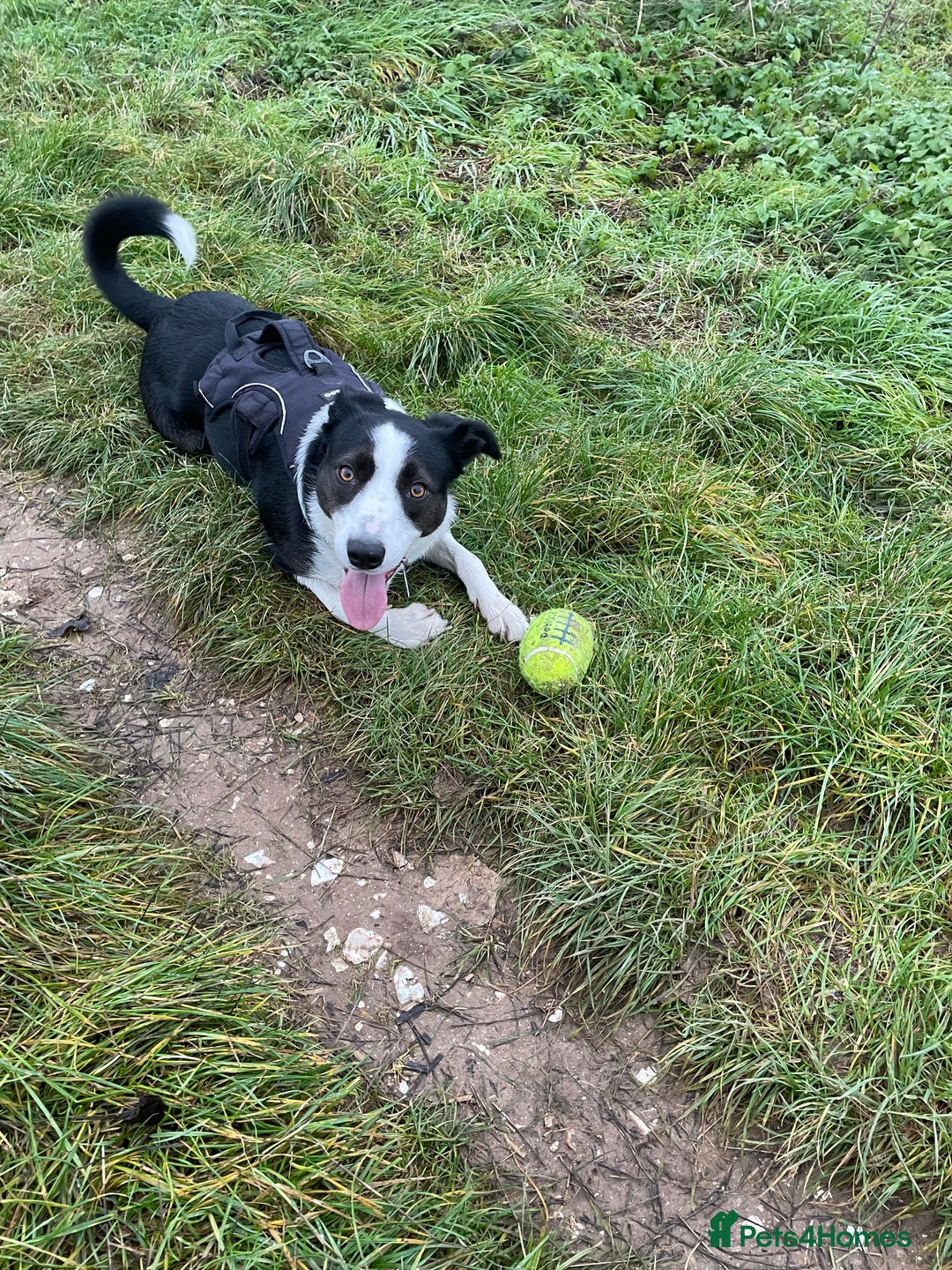 Border Collie dogs for sale: Sad rehome due to change in circumstances  - Image 7