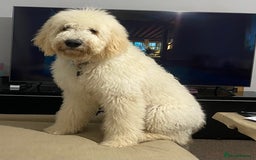 Goldendoodle dogs for stud: Multigenerational Goldendoodle for Stud  - Image 10