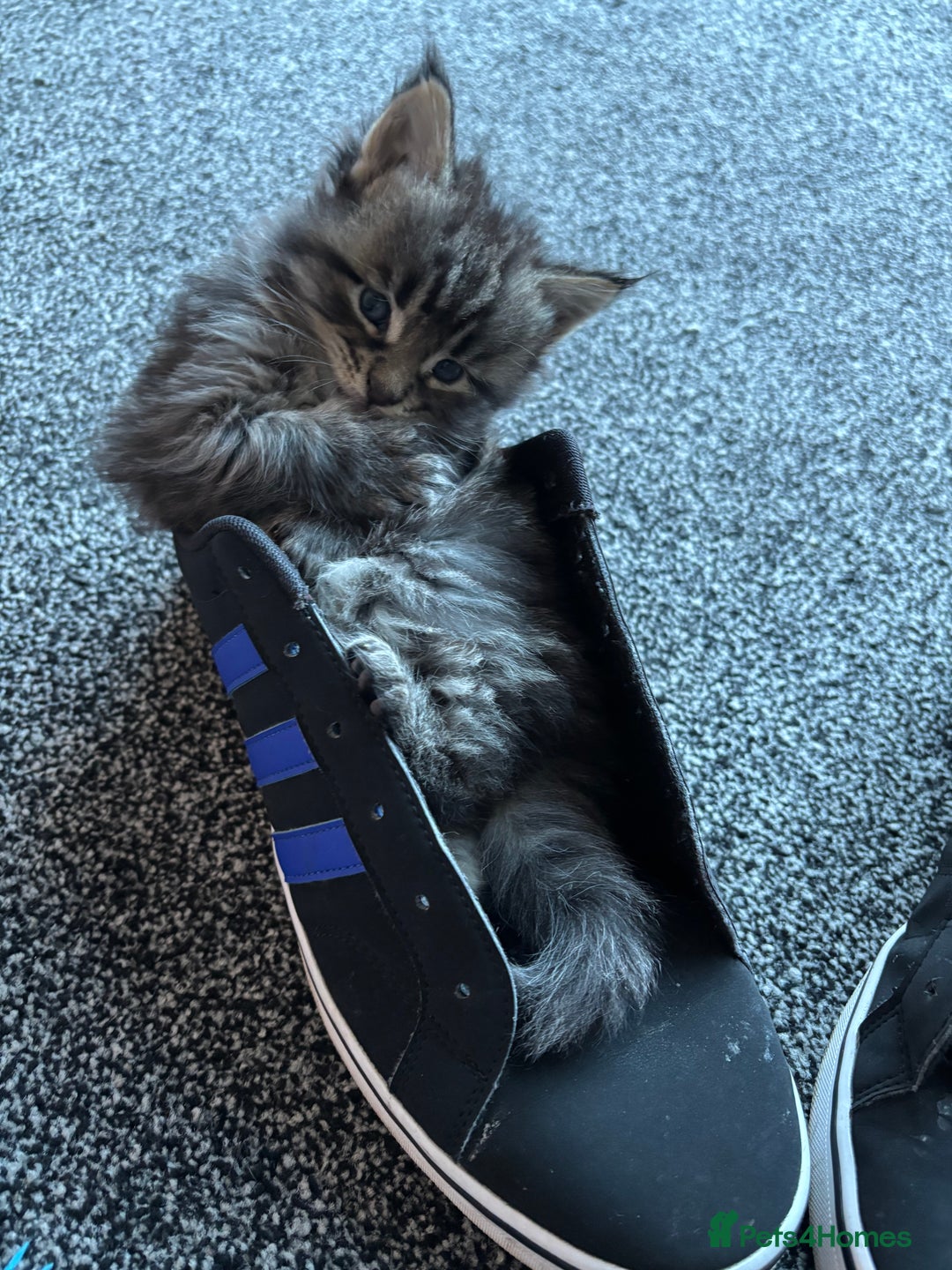 Maine Coon cats for sale: Maine coon female kitten - Advert 2