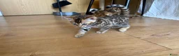 Bengal cats for sale: Stunning Bengal Kittens in London - Advert 9