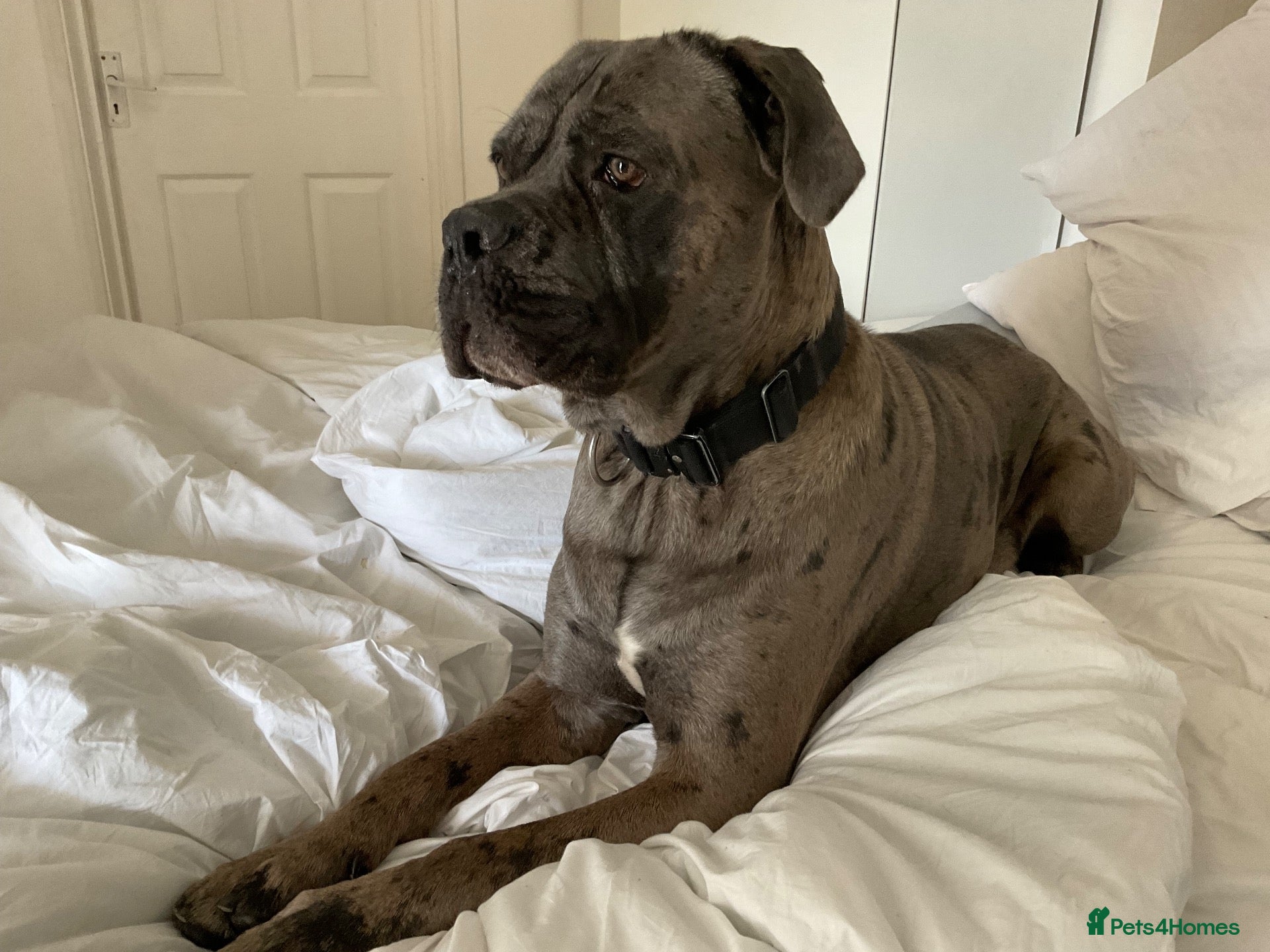 Cane Corso dogs Cane corso male 18 months old  - Advert 17