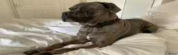 Cane Corso dogs for sale: Cane corso male 18 months old  in Sutton Coldfield - Advert 1