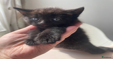 Mixed Breed cats - Advert 12