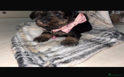 Miniature Schnauzer dogs for sale: 8 beautiful kc registered miniature schnauzer pups - Image 14