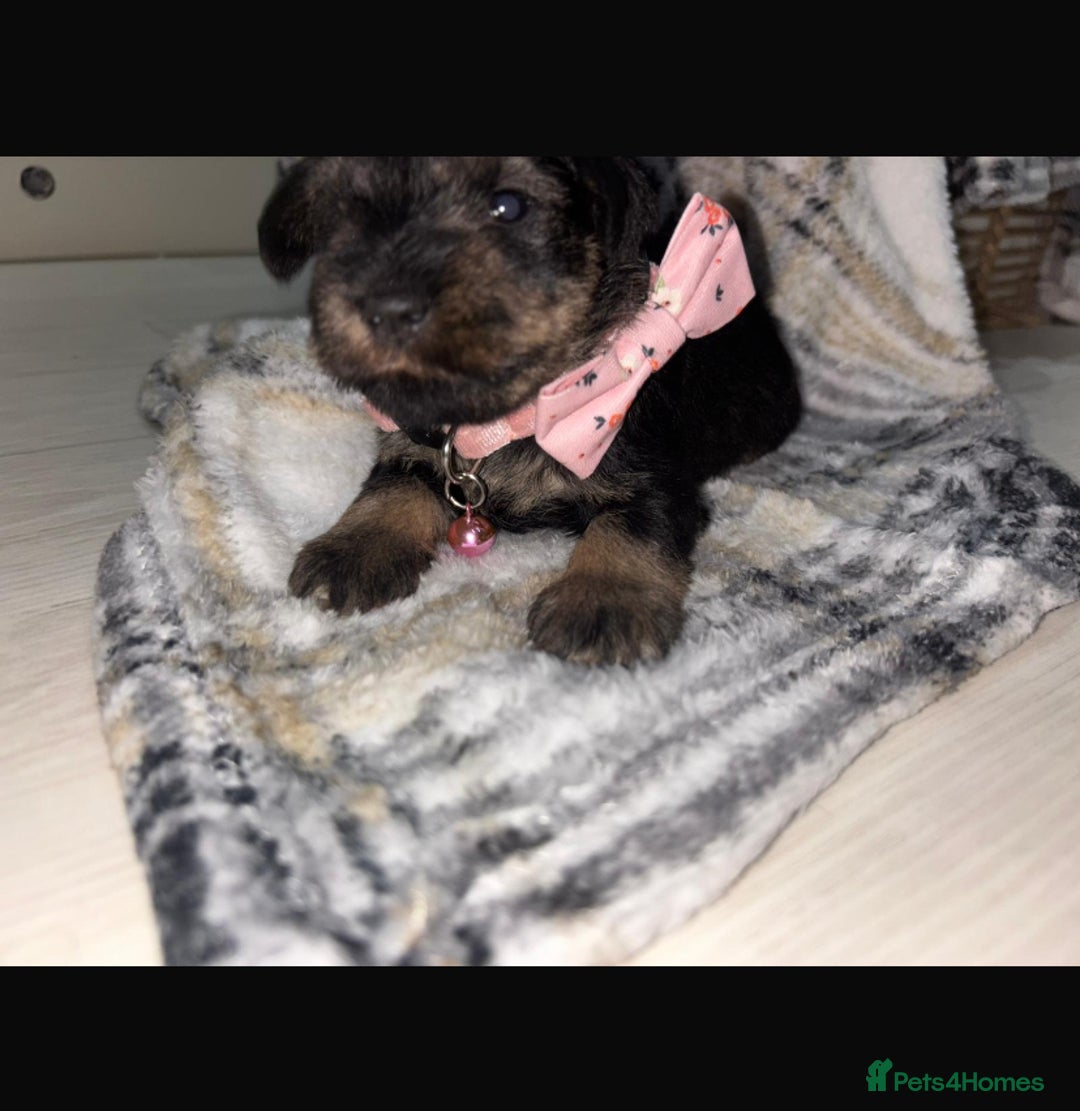 Miniature Schnauzer dogs for sale: 8 beautiful kc registered miniature schnauzer pups - Image 14