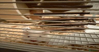 Hamster rodents - Advert 13