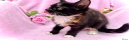 Maine Coon cats for sale: Last gorgeous HALF maine coon girl 💗 - Advert 3