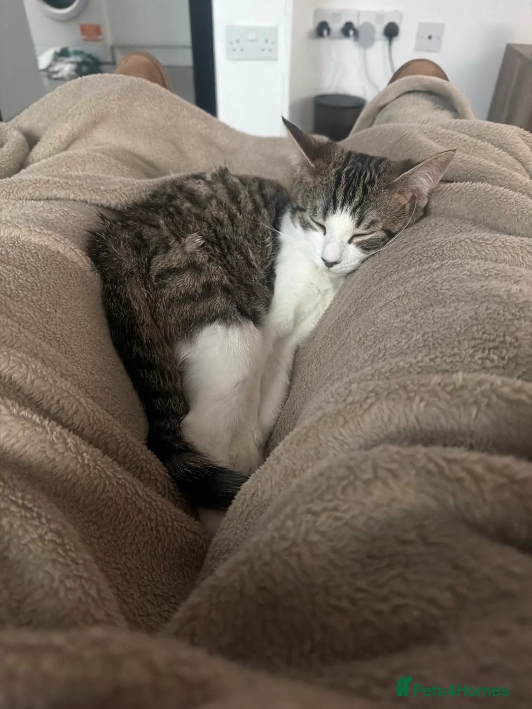 Mixed Breed cats for sale: Two males mixed breed  - Advert 8