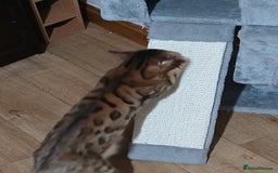 Mixed Breed cats for sale: Beutyful bengal babies wisbech 🐈😻 - Advert 21